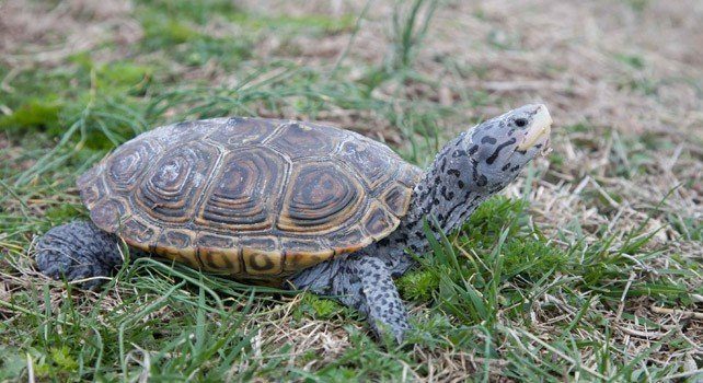 10 Interesting Facts About Turtles The Fact Site