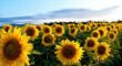 Why Do Sunflowers Face The Sun The Fact Site