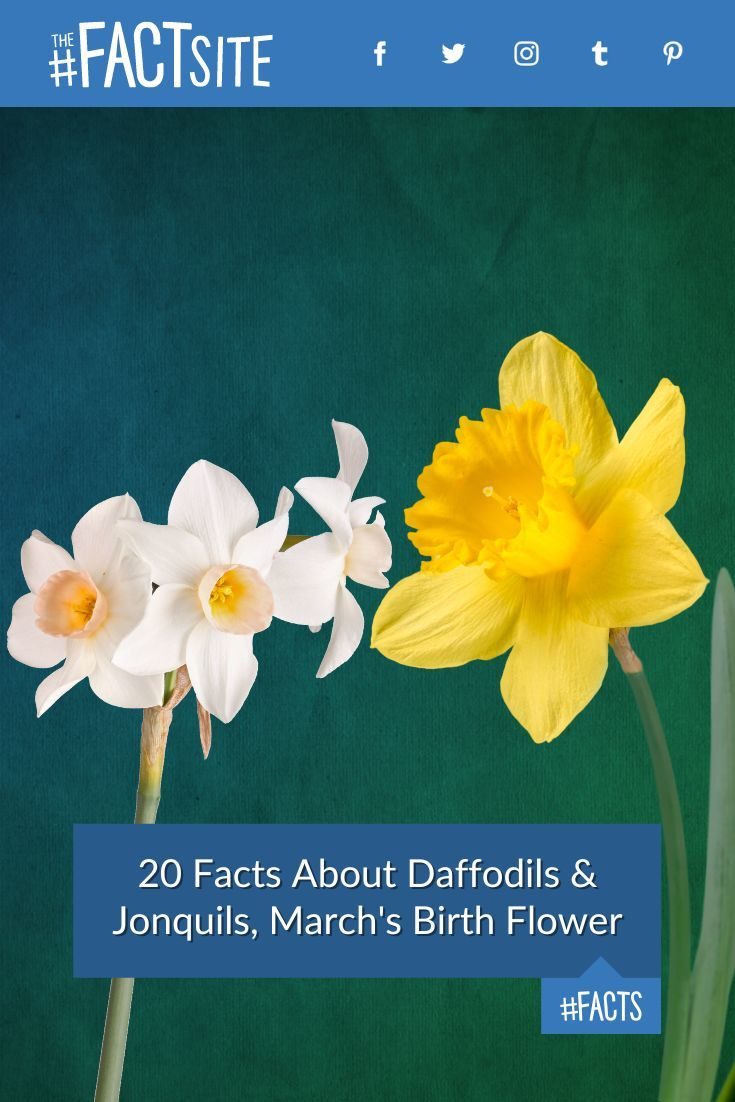 Facts About Daffodils Jonquils March S Birth Flower The Fact Site