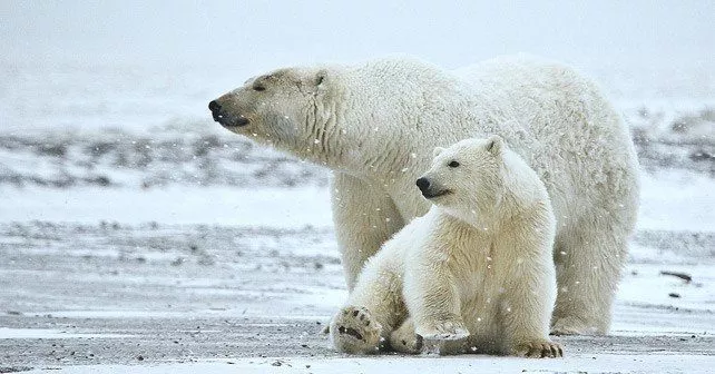 Polar Bears