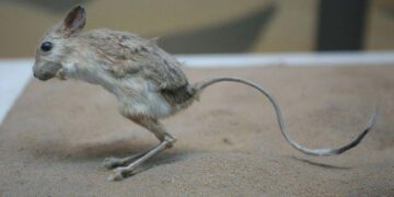 What is A Jerboa?