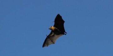 Flying Bat