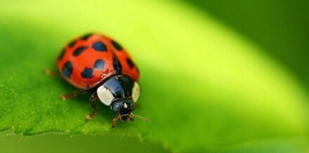 30 Beautiful Facts About Butterflies - The Fact Site