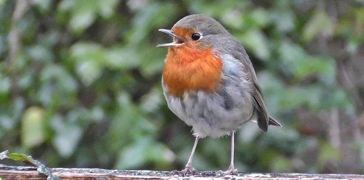 Robin Red Breast Bird Facts