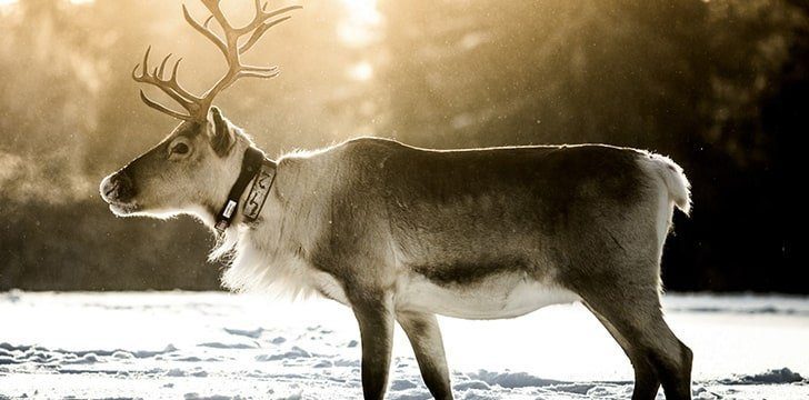 all about reindeer