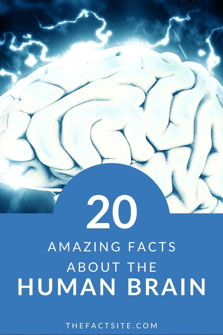 Amazing Facts About The Human Brain The Fact Site