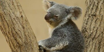 Koala Bear Facts