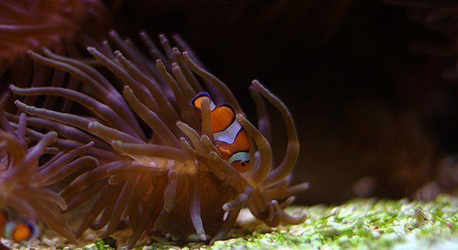 Facts About Clownfish