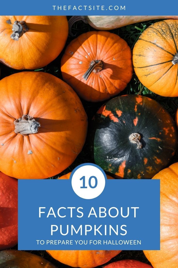 10 Facts About Pumpkins To Prepare You for Halloween - The Fact Site