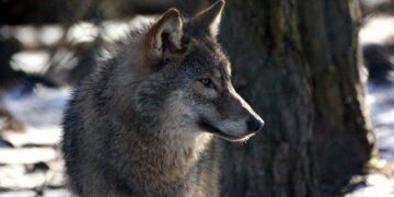 Facts About Wolves