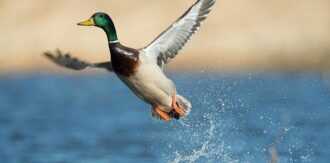 10 Interesting Facts About Ducks - The Fact Site