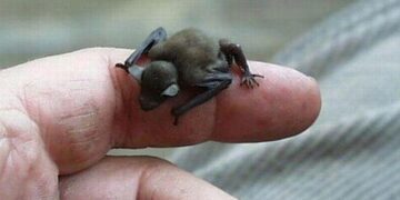 Bumblebee Bat - Worlds Smallest Bat