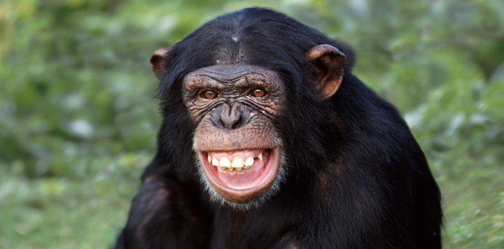 chimpanzee diet in captivity live food