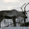 Facts About Reindeer