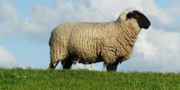 Fun Facts About Sheep