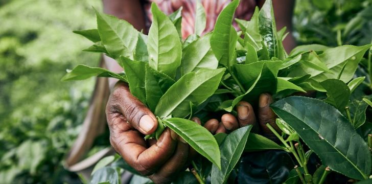 Somebody cultivating fresh green tea leaves