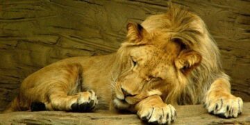 Facts About Lions