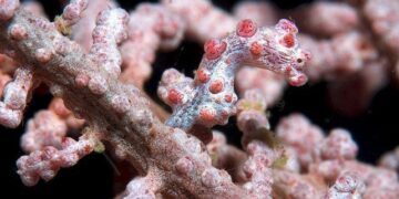 Pygmy Seahorse