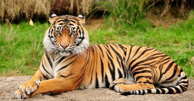 87 Fun And Interesting Tiger Facts For Kids