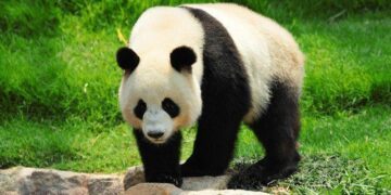 Giant Panda Facts