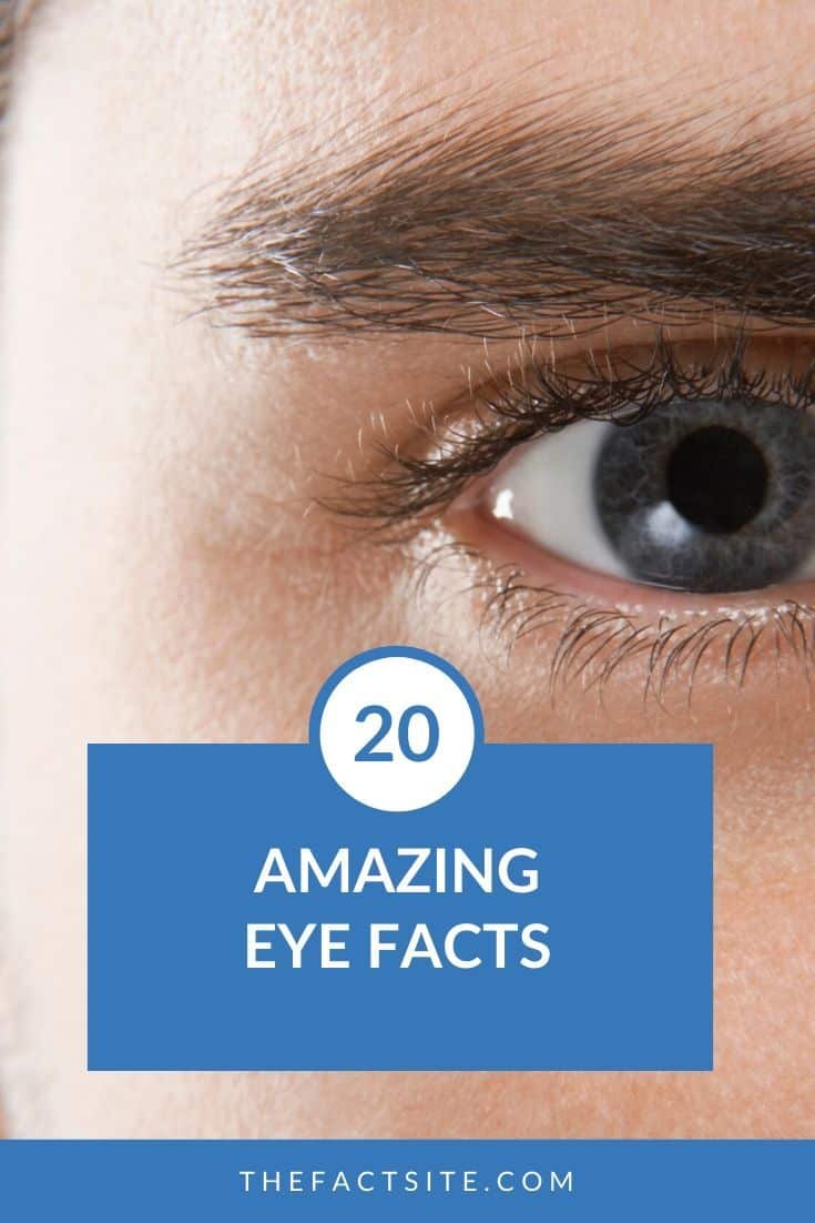 20 Amazing Eye Facts - The Fact Site