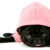 Cute Dog Hoodie