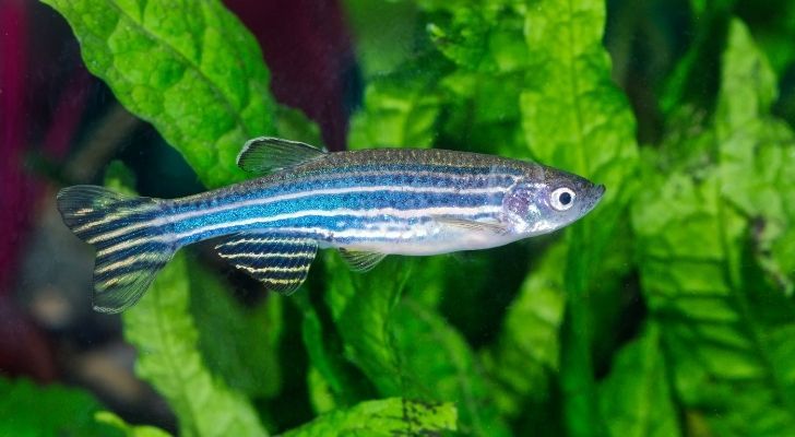 A zebrafish swimming through plants