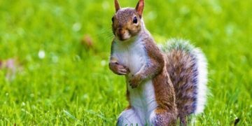 Squirrel Facts