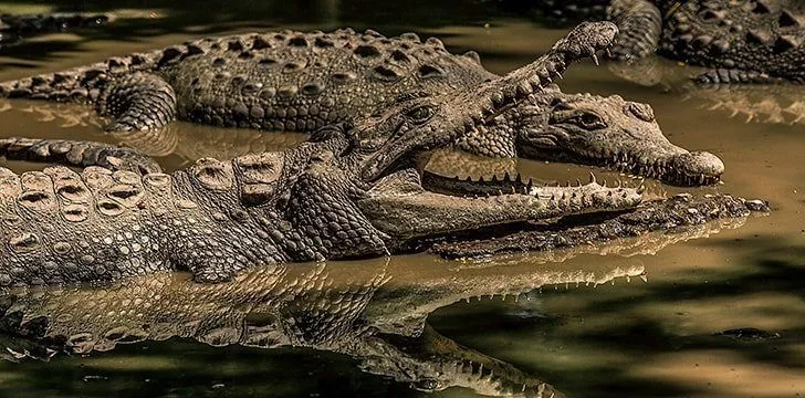 What is the Difference Between Alligators and Crocodiles Skin