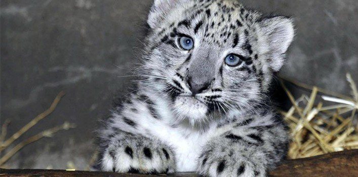 Facts on snow leopards