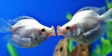 3 Facts About BlobFish #blobfish #fish #blobfishfacts #ocean #facts #f, blob  fish in a deep sea