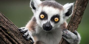 Lemur Facts