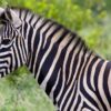 Fun Zebra Facts