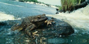 Goliath Frog