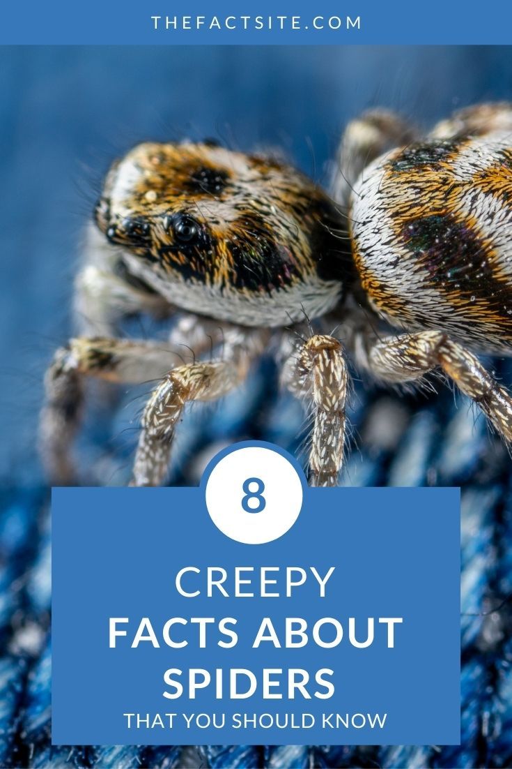 8 Creepy Facts About Spiders - The Fact Site