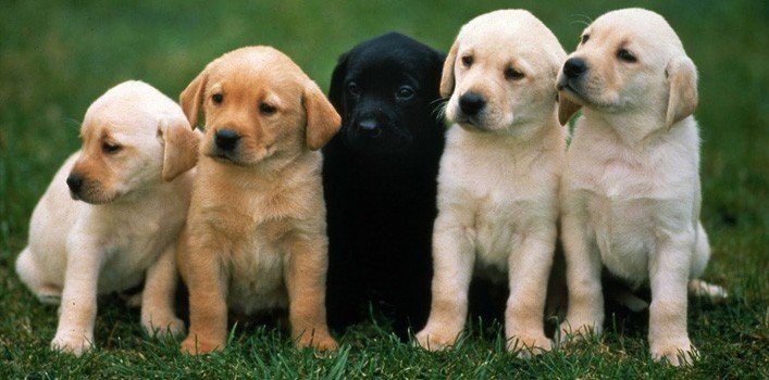 10 facts about puppies