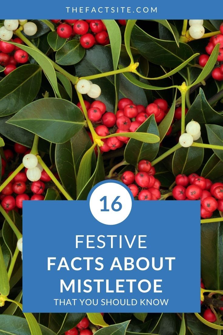 16 Festive Facts About Mistletoe - The Fact Site