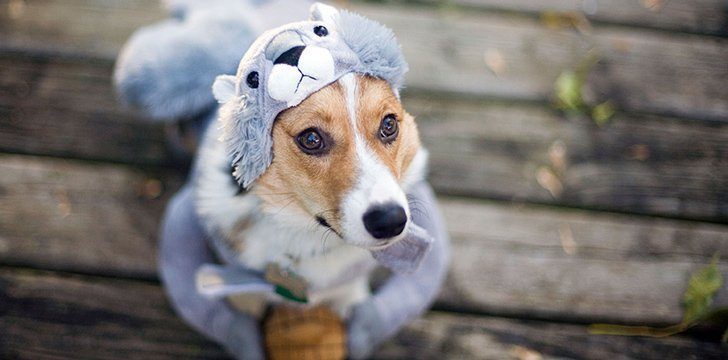 14th January - Dress Up Your Pet Day.