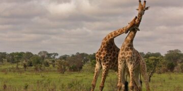 Facts About Giraffes