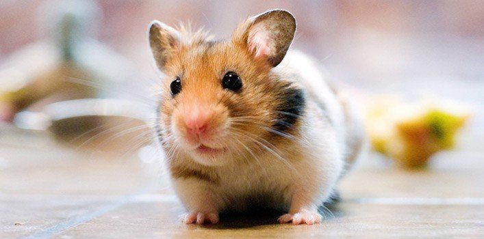 cute pet hamsters