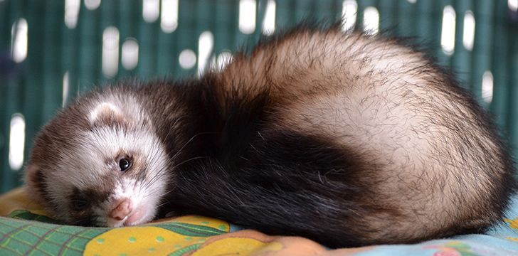 April 2nd - Ferret Day.