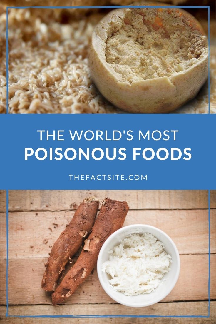 the-world-s-5-most-poisonous-foods-the-fact-site