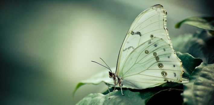 Cabbage White Butterfly Facts