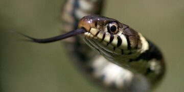 30 Facts About Snakes