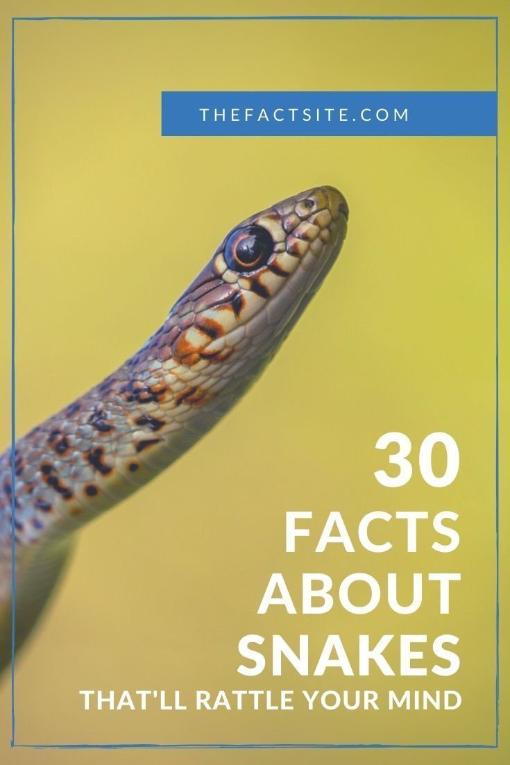 30 Facts About Snakes That Will Rattle Your Mind - The Fact Site