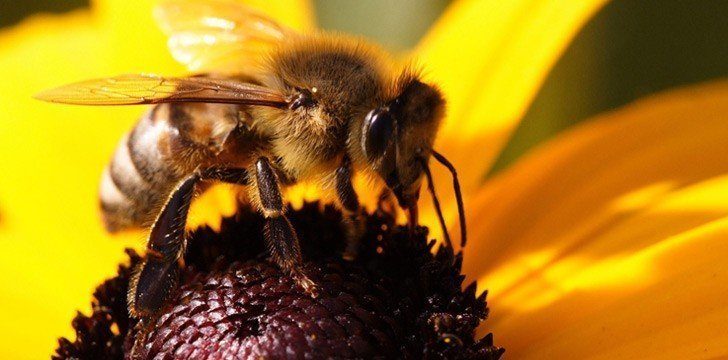 Bees, die sich betrinken