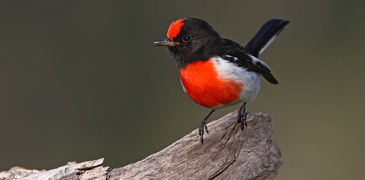 Robin Red Breast Bird Facts