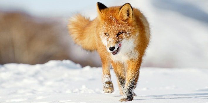 Fifteen Fox Facts