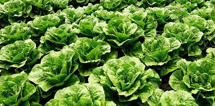 Lettuce sounds like a plan