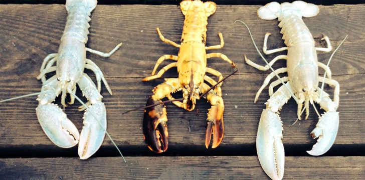 albino lobster cooked